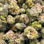 King Tut - Popcorn (1/4 LB - 2 LB) - Image 5