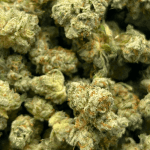 Blue Lobster (Crop #2) - Popcorn - Image 5