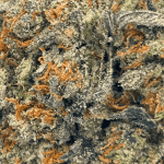 Island Pink - Craft Cannabis - Image 2