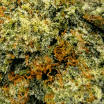 Super Silver Haze - AAAA (1/4 LB - 2 LB) - Image 2