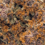 Purple Star Killer - AAAA (1/4 LB - 2 LB) - Image 2