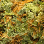 Citrique - AAA - Image 2