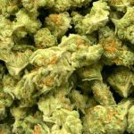 Red Congolese - Popcorn (1/4 LB - 2 LB) - Image 2