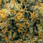 Kush Mints - AAAA (1/4 LB - 2 LB) - Image 2