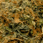 OG God - AAA (1/4 LB - 2 LB) - Image 2