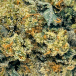Blue Cheese - AAA - Image 2
