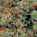 Hindu Kush - Craft Cannabis (1/4 LB - 1 LB) - Image 2