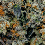 Tuna Kush - Craft Cannabis (1/4 LB - 1 LB) - Image 2