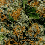 San Fernando Valley OG - AAAA (1/4 LB - 2 LB) - Image 2