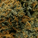Jack Herer - AAA (1/4 LB - 2 LB) - Image 2