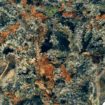 Garlic Cookies - AAAA - Image 2