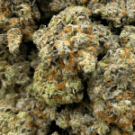 Tuna Kush - Craft Cannabis (1/4 LB - 1 LB) - Image 5