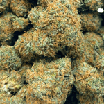 Jack Herer - AAA (1/4 LB - 2 LB) - Image 5