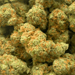 Citrique - AAA - Image 5