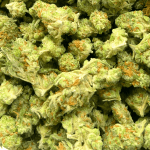 Red Congolese - Popcorn - Image 5