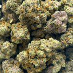 Kush Mints - AAAA (1/4 LB - 2 LB) - Image 5