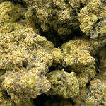 Bluefin Tuna - AAA - Image 5