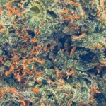 Red Congolese - AAA (1/4 LB - 2 LB) - Image 2
