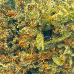 Bubba OG - AAAA - Image 2