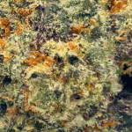 Peanut Butter Breath - AAAA (1/4 LB - 2 LB) - Image 2