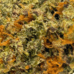Critical - AAA - Image 2
