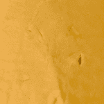 Mango Kush - Budder (Hybrid) (1/4 LB - 1 KG) - Image 2