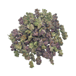 Rainbow Runtz - Popcorn - Image 3