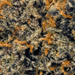 Tropicana Punch - AAAA (1/4 LB - 2 LB) - Image 2