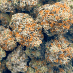 Rockstar Pink - Craft Cannabis - Image 5