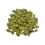 King Tut (Crop #2) - Popcorn