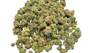 Gelato Mintz - Popcorn