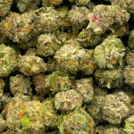 Blueberry Silvertip - Popcorn (1/4 LB - 2 LB) - Image 2