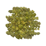 King Tut (Crop #2) - Popcorn - Image 3