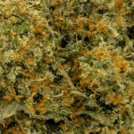 Amnesia Haze - AAAA (1/4 LB - 2 LB) - Image 2