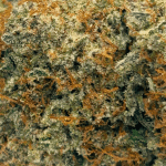 Pink Deathstar - Craft Cannabis (1/4 LB - 1 LB) - Image 2