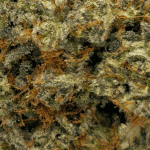 El Chapo - Craft Cannabis (1/4 LB - 1 LB) - Image 2