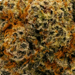 Gelato Mintz - Craft Cannabis - Image 2