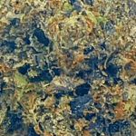 Tuna Kush - Craft Cannabis - Image 2