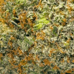 Blueberry Silvertip - AAAA (1/4 LB - 2 LB) - Image 2
