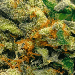 Peyote Cookies - AAA (1/4 LB - 2 LB) - Image 2