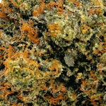 Master Kush - Craft Cannabis (1/4 LB - 1 LB) - Image 2