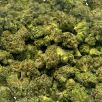 Master Kush - Popcorn (1/4 LB - 2 LB) - Image 2