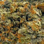 Rockstar Tuna - Craft Cannabis (1/4 LB - 1 LB) - Image 2