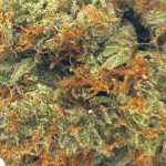 Rock Bubba - AAAA - Image 2