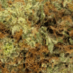 Gary Payton - Craft Cannabis (1/4 LB - 1 LB) - Image 2