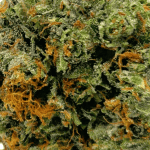 Hindu Kush - AAAA (1/4 LB - 2 LB) - Image 2