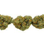 Cherry Kush - AAAA - Image 3