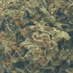 Animal Mints - AAAA (1/4 LB - 2 LB) - Image 2