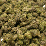 Alien OG - Popcorn - Image 2