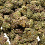 Thin Mints - Popcorn (1/4 LB - 2 LB) - Image 2